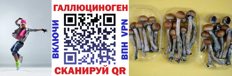 сколько стоит  Калтан  Галлюциногенные грибы Psilocybine cubensis 